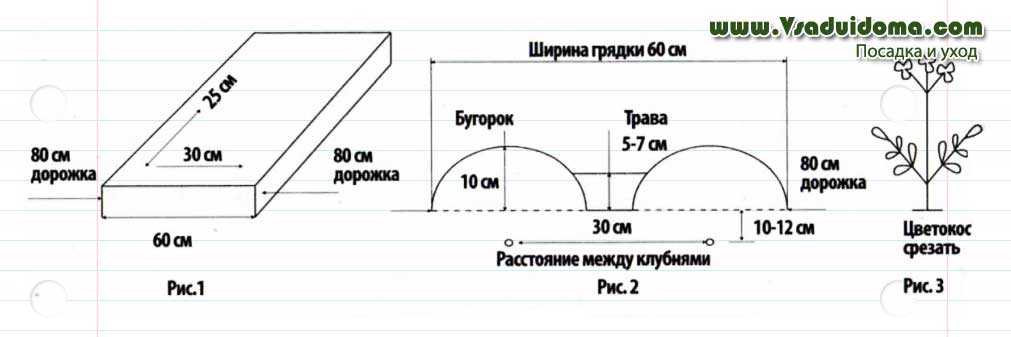 На каком расстоянии сажать картофель между рядами. Картофель схема посадки в открытый грунт. Схема посадки картофеля в открытом грунте мотоблоком. Двухрядная посадка картофеля схема. Схема сдвоенной посадки картофеля.