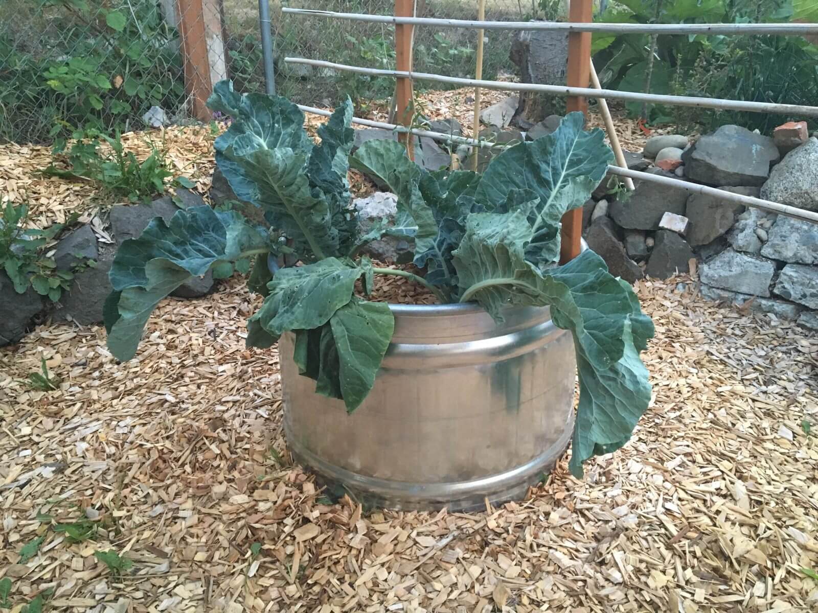 Circular planter in my yard planted with 2 cauliflower plants & there