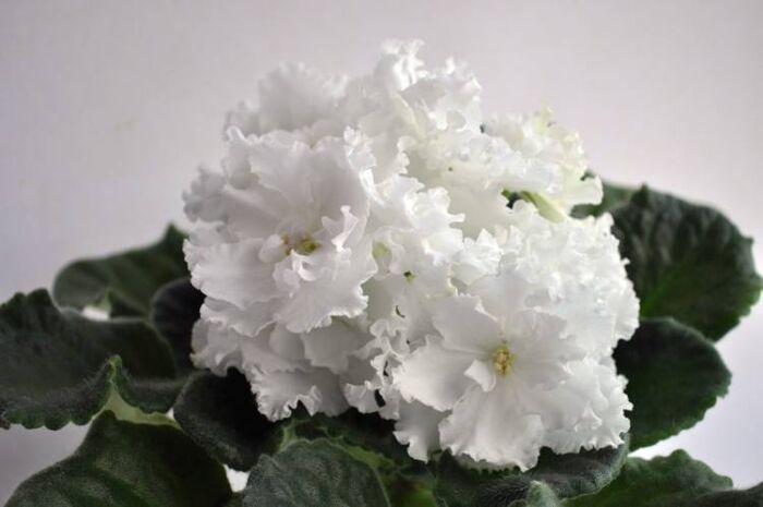 Комнатные цветы цветущие белыми цветами