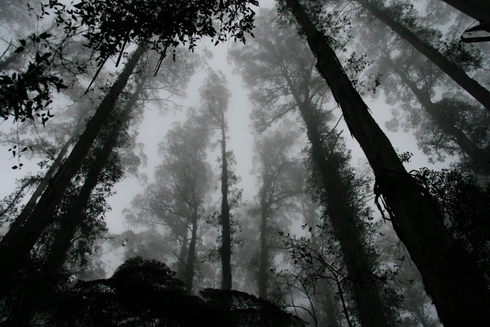 a black and white photography shot of an atmospheric forest 