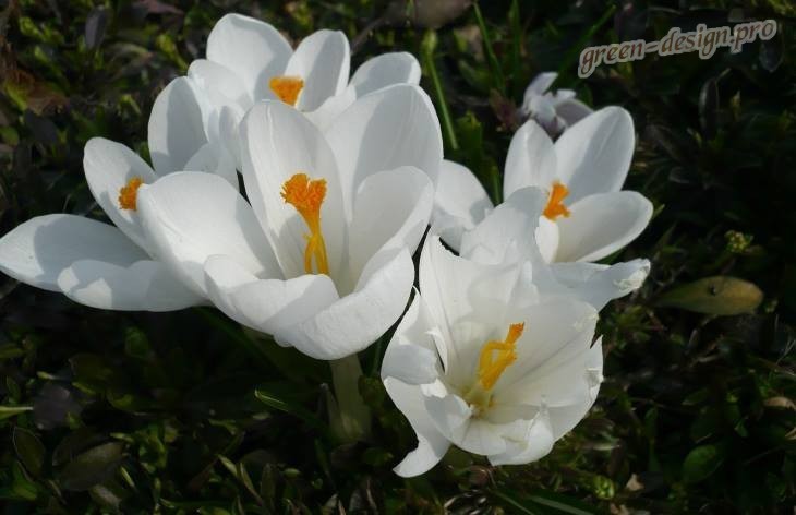 Ландыши Белые крокусы