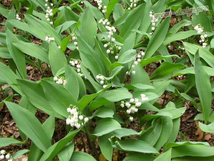 Ландыши Ландыши