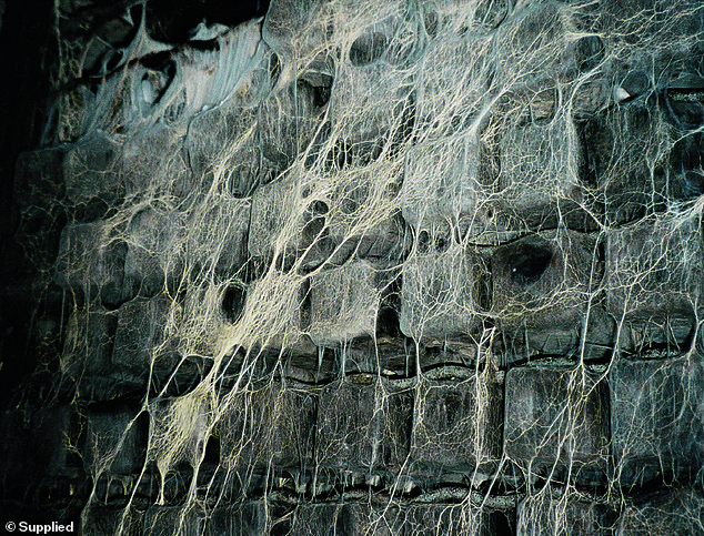 Taking his first look around the subterranean cavern, its air heavy with moisture, Baker decided if this was a con it was an elaborate one. The cellar is pictured