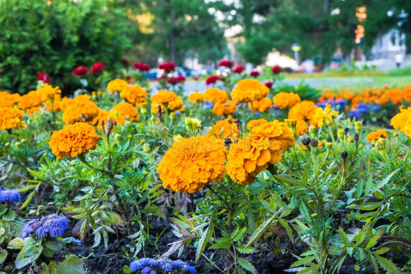 Beautiful colorful decorative flowers on the flower bed in the city Park.  stock images