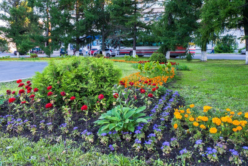 Beautiful colorful decorative flowers on the flower bed in the city Park.  stock photos