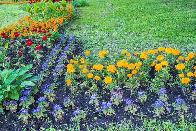 Beautiful colorful decorative flowers on the flower bed in the city Park.  stock image