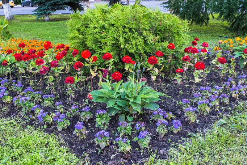 Beautiful colorful decorative flowers on the flower bed in the city Park.  royalty free stock photos