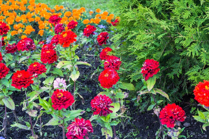 Beautiful colorful decorative flowers on the flower bed in the city Park.  royalty free stock images