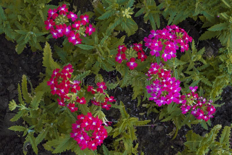 Bright red-pink flowers on a city flower bed. Front view from above stock image