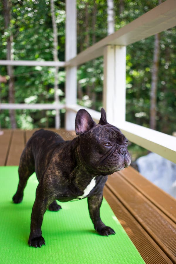 Brindle French bulldog lying on the yoga carpet on the terrace in summer, dogs poses. French bulldog lying on the yoga carpet on the terrace in summer stock photos