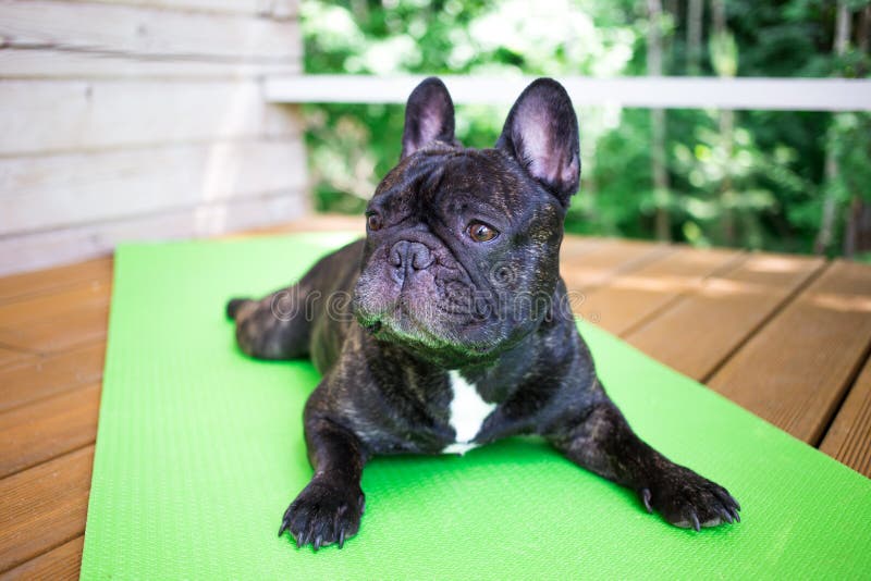 Brindle French bulldog lying on the yoga carpet on the terrace in summer, dogs poses. French bulldog lying on the yoga carpet on the terrace in summer, dogs stock image