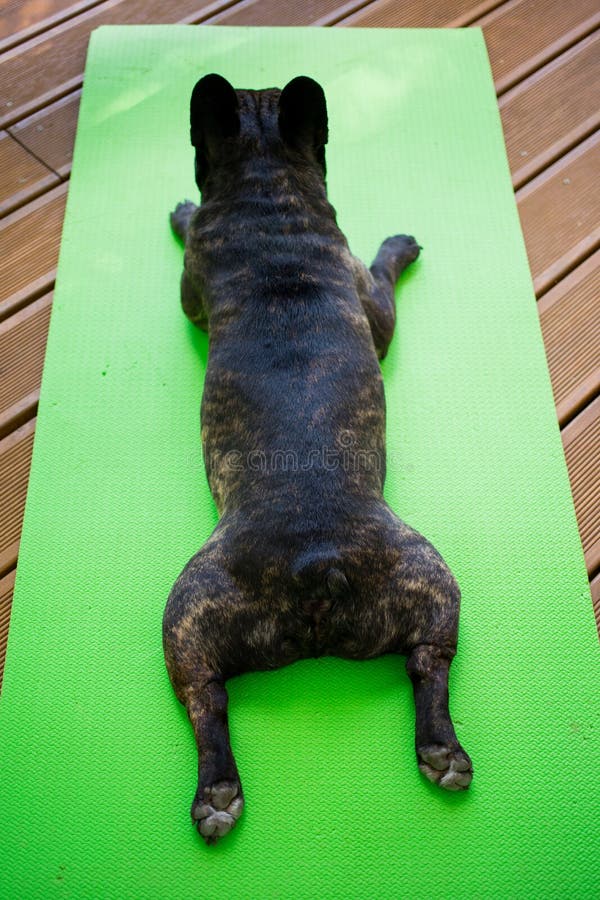 Brindle French bulldog lying on the yoga carpet on the terrace in summer, dogs poses. French bulldog lying on the yoga carpet on the terrace in summer, dogs royalty free stock photo