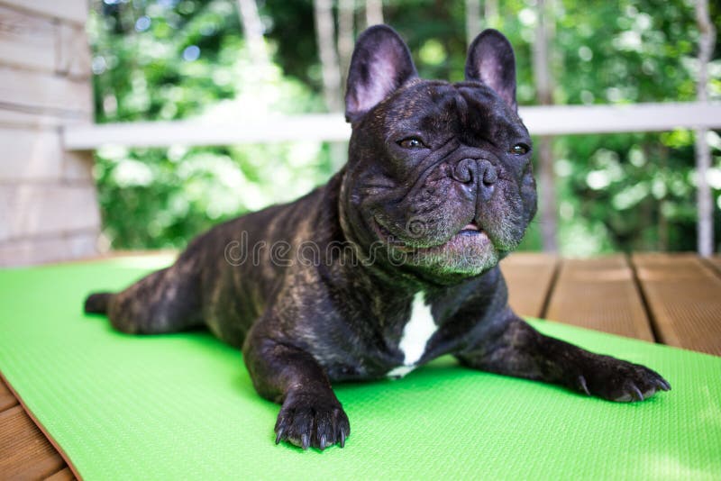 Brindle French bulldog lying on the yoga carpet on the terrace in summer, dogs poses. French bulldog lying on the yoga carpet on the terrace in summer, dogs royalty free stock images