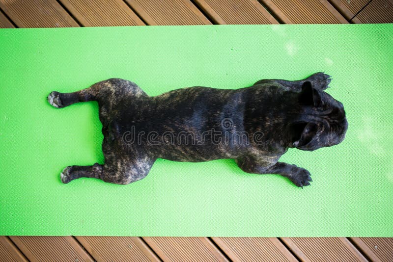Brindle French bulldog lying on the yoga carpet on the terrace in summer, dogs poses. French bulldog lying on the yoga carpet on the terrace in summer, dogs stock photo