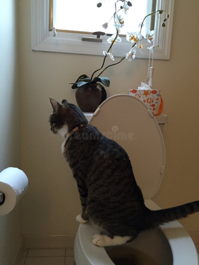 Charlie Cat Urinating On Toilet. Tabby cat takes to the toilet to pee instead of a litter box stock photo