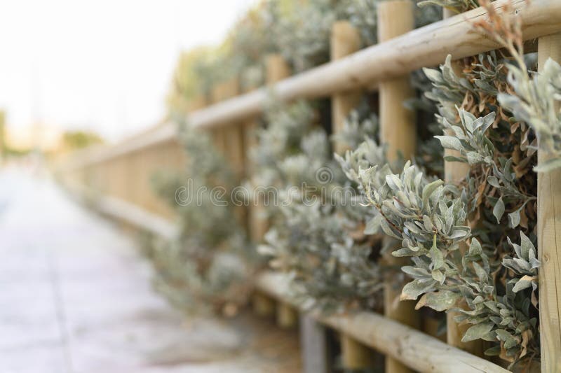 Decorative wooden fence and white green bushes plants in it. selective focus. royalty free stock image