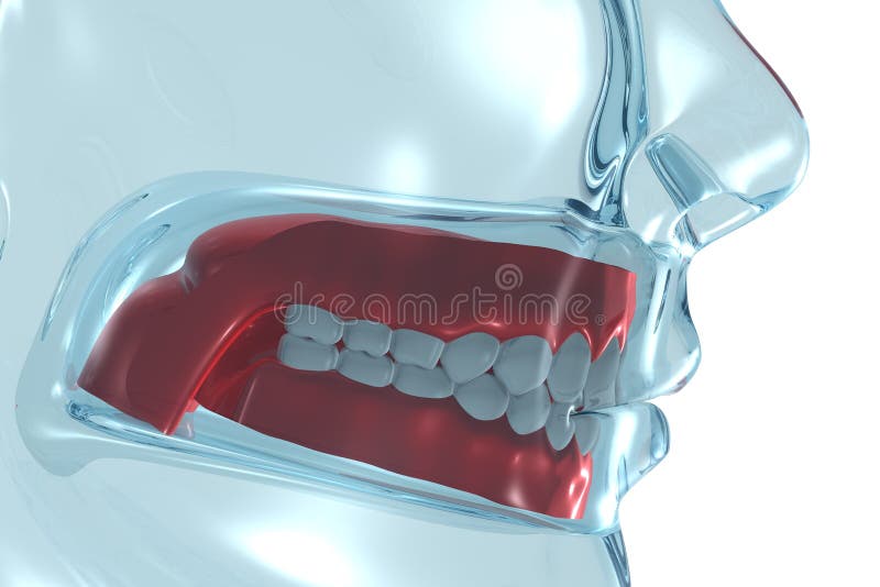 Denture vector illustration