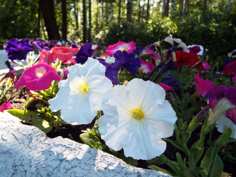 Different color flowers in a flower bed in the city garden. Phlox in bloom and look beautiful in the sunlight stock image