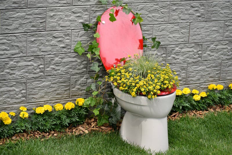 Floral toilet. Small yellow flowers growing from red and white toilet with the gray waal and green grass as background...photo taken on FloraArt Zagreb stock image