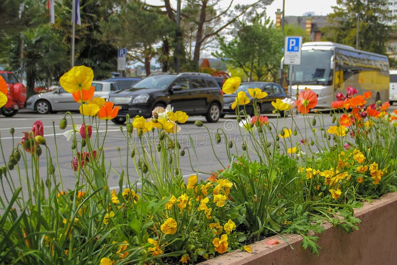 Flower bed with flowers beside the road. With cars stock images
