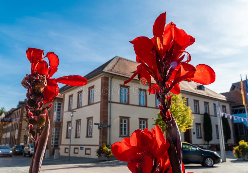 Flowers in the city. Urban infrastructure. Flower bed. Red flower against the blue sky. Beautiful, vibrant colors. Beautiful autum. N in the city. Town Hall stock photo