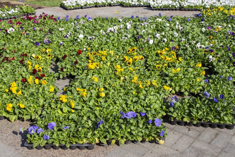 Flowers pansies heartsease kiss-me-quick love-in-idleness decorate urban flower beds. Gardening of city royalty free stock photo
