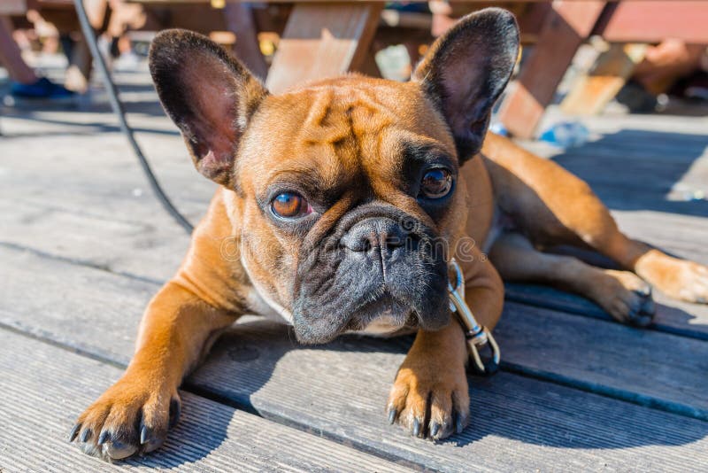French bulldog on brown terrace. Looking at camera royalty free stock photo
