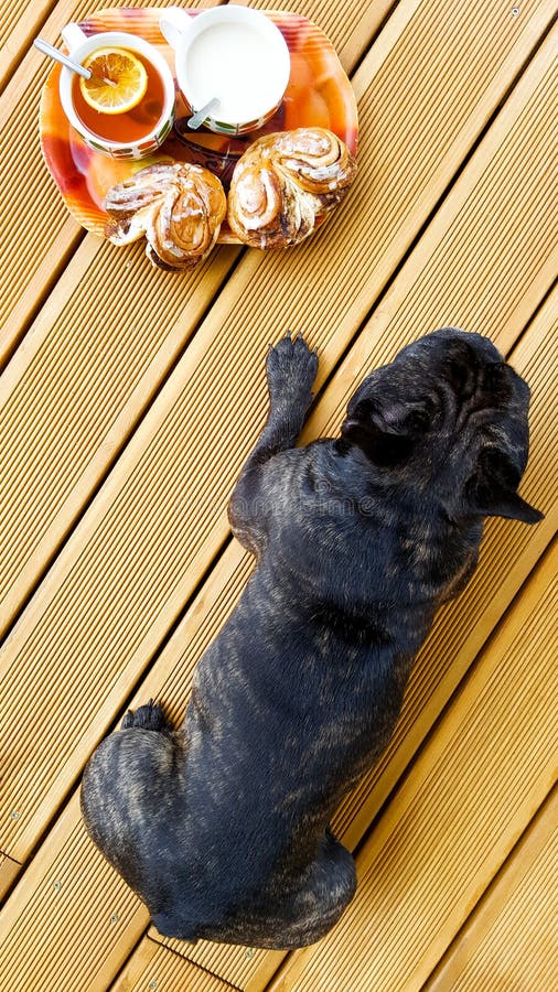 French bulldog on the terrace with tea and cookies. Top view. French bulldog on the terrace with tea and cookies stock photo