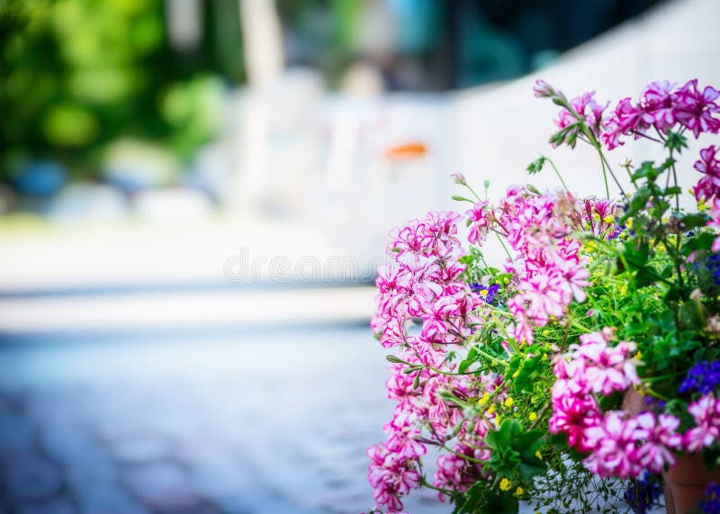 Geranium flowers in the flower bed on the street on Sunny blurred background of the city. Geranium flowers in the flower bed on the street Sunny blurred royalty free stock photos