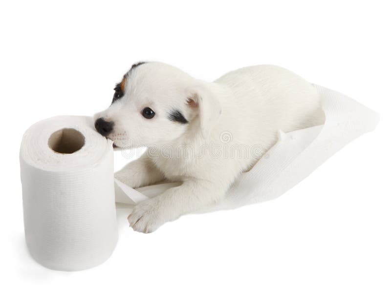 Jack Russell puppy with toilet paper. Jack Russell puppy caught playing in toilet paper royalty free stock image