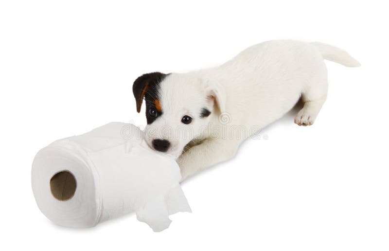 Jack Russell puppy with toilet paper. Jack Russell puppy caught playing in toilet paper stock photography