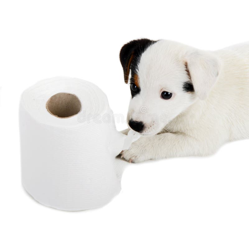 Jack Russell puppy with toilet paper. Jack Russell puppy caught playing in toilet paper stock images