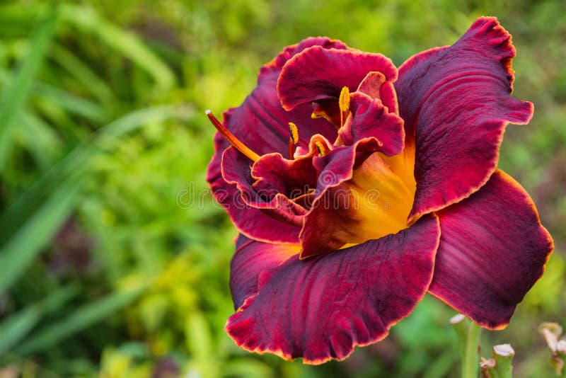 Maroon daylilies flowers or Hemerocallis. Daylilies on green leaves background. Flower beds with flowers in garden. royalty free stock photography