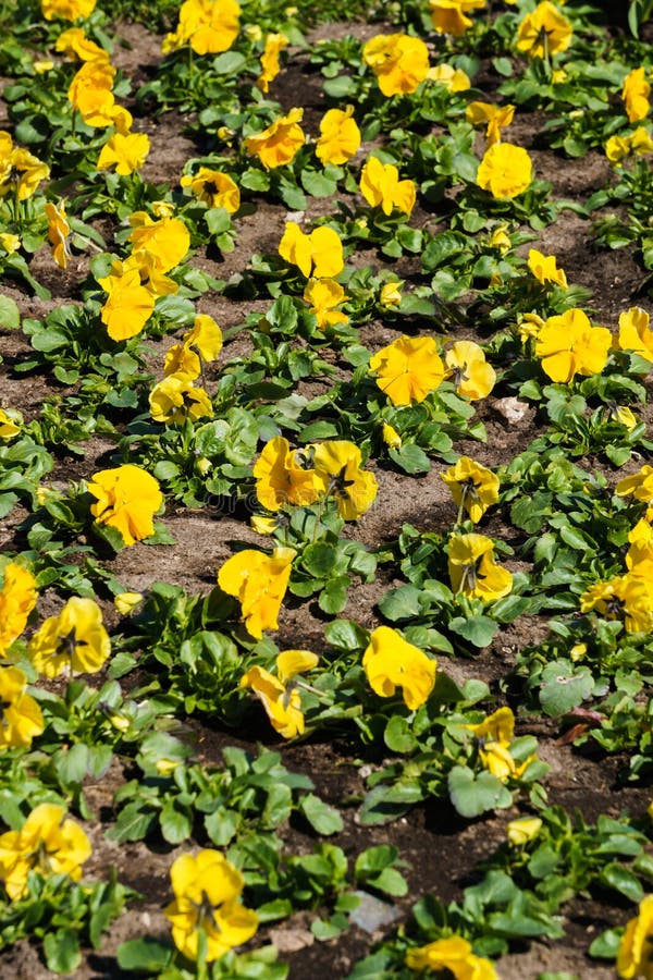 Multicolored flower beds of pansies in the city park stock image