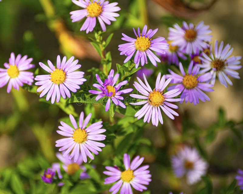 Perennial decorative flowers for the garden. Blue aster blooms in the garden in autumn. Plant for flower beds. stock images