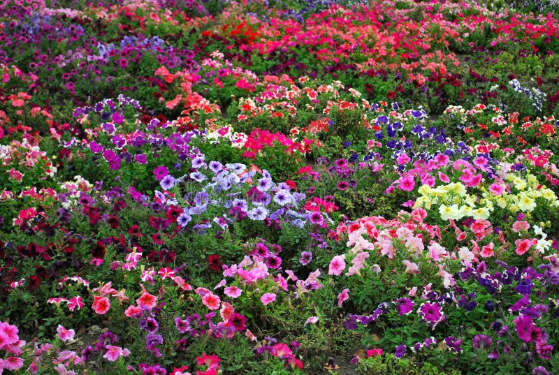 Petunia flower beds royalty free stock image