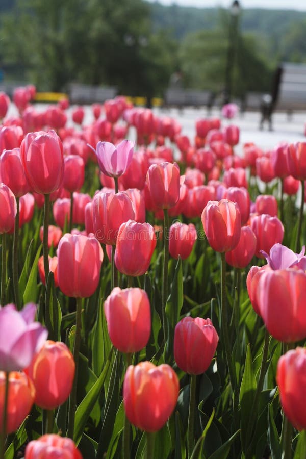 Pink tulips in an urban environment on a blurred park background. Flowers in the flower beds of the city in spring royalty free stock image