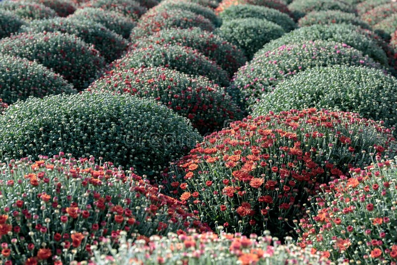 Red buds and chrysanthemum flowers in large bouquets in the form of a ball on the city flower beds royalty free stock photos