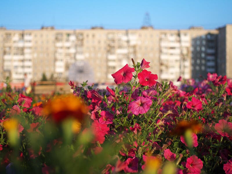 Red flowers on flower bed in a city with buildings in the background. In sunrise royalty free stock photography