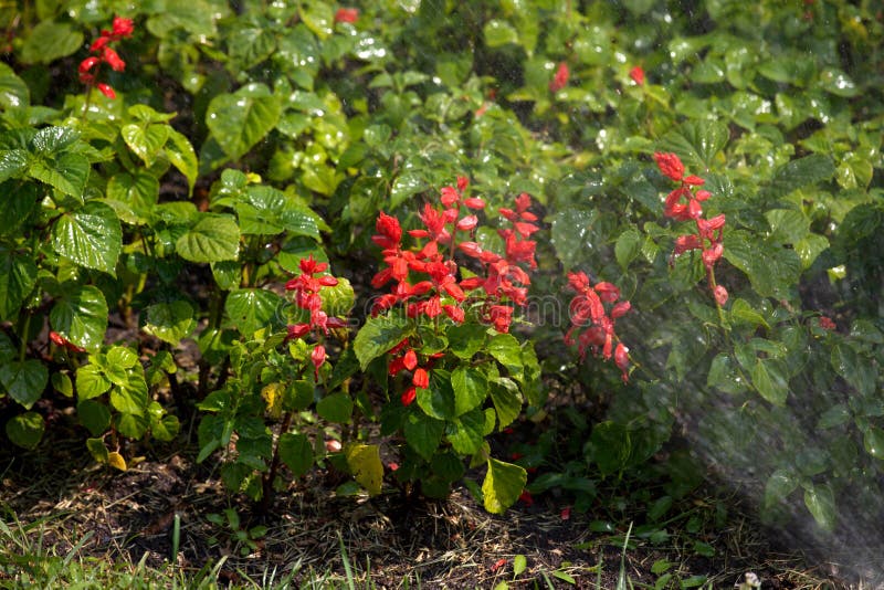 Red flowers, irrigation of flower beds stock photo