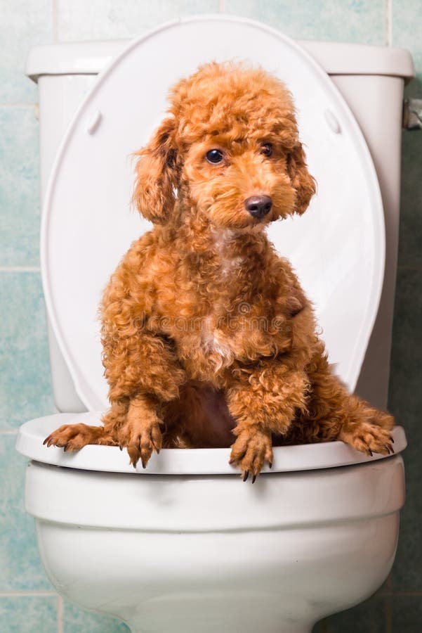 Smart brown poodle dog pooping into toilet bowl.  stock photography
