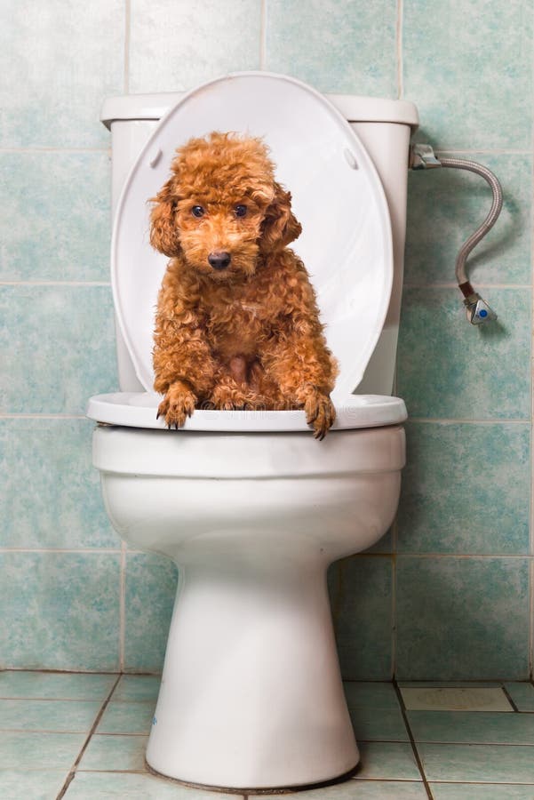 Smart brown poodle dog pooping into toilet bowl.  royalty free stock photos