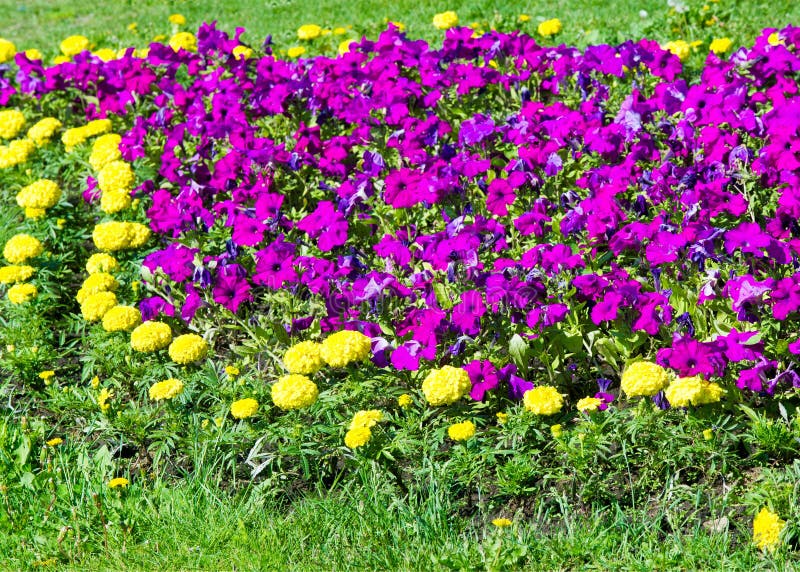 Texture background. Flower beds city, Marigolds, Petunias stock image