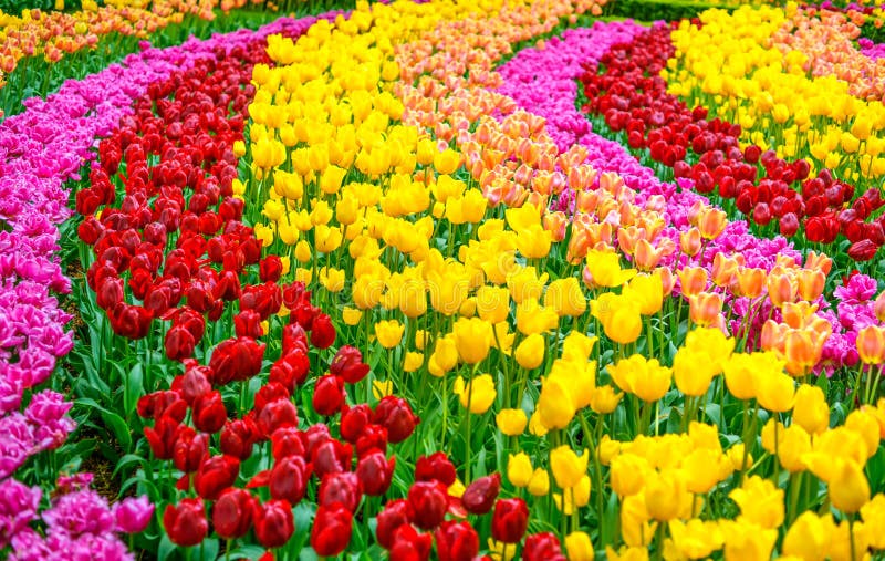 Tulip flowers garden in spring background or pattern royalty free stock photo