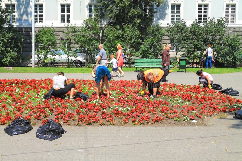 Weeding flower beds in the city center of the city stock image