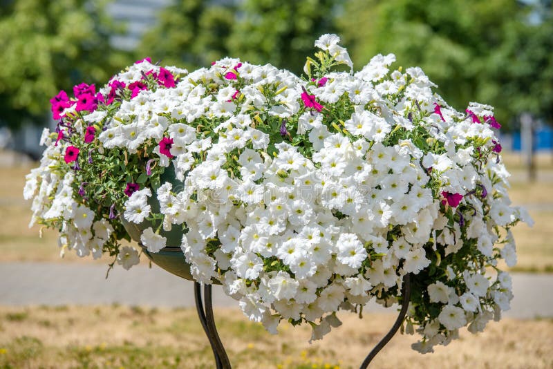 White petunias grow on flower beds stock photo