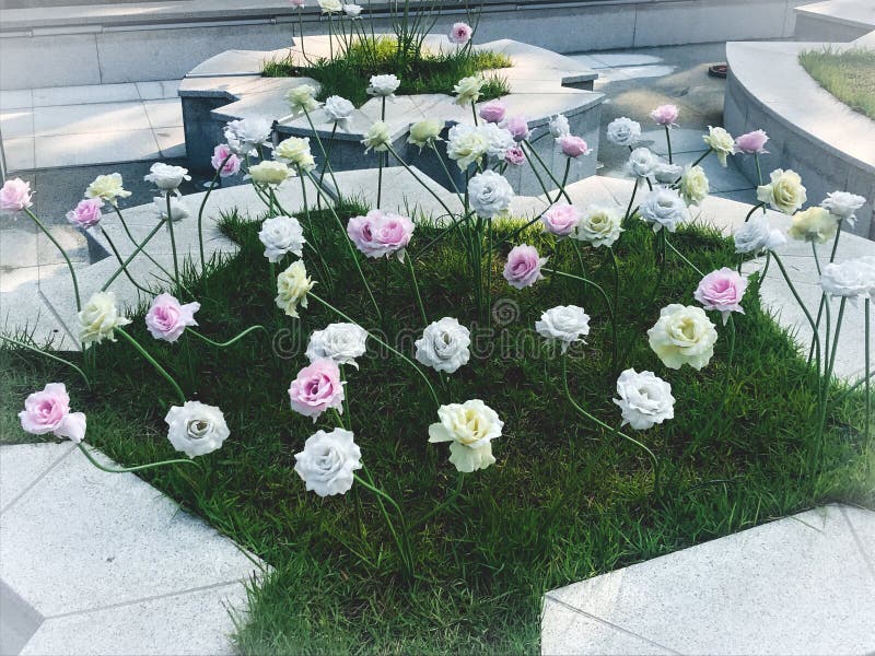 White and pink flowers in the flower bed. Pohang city. South Korea royalty free stock images