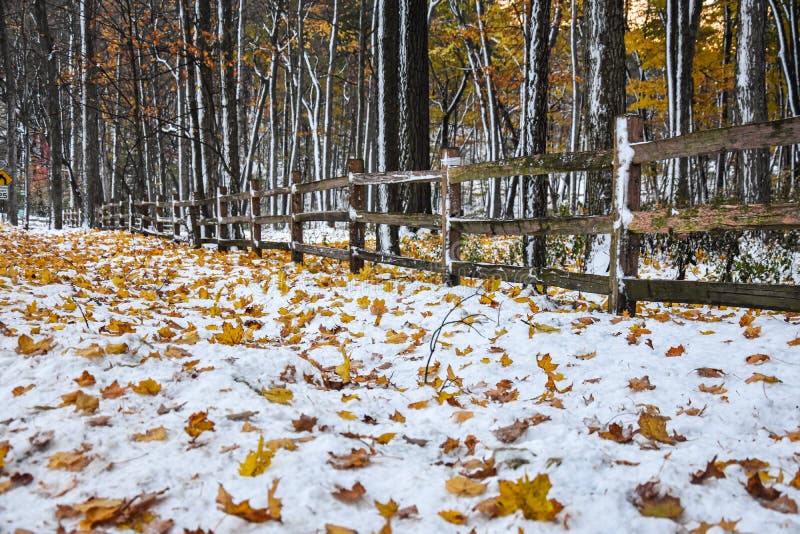 Winter Forest with Autumn Leaves and Picket Fence stock images