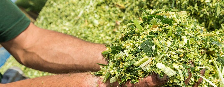 Измельченная трава