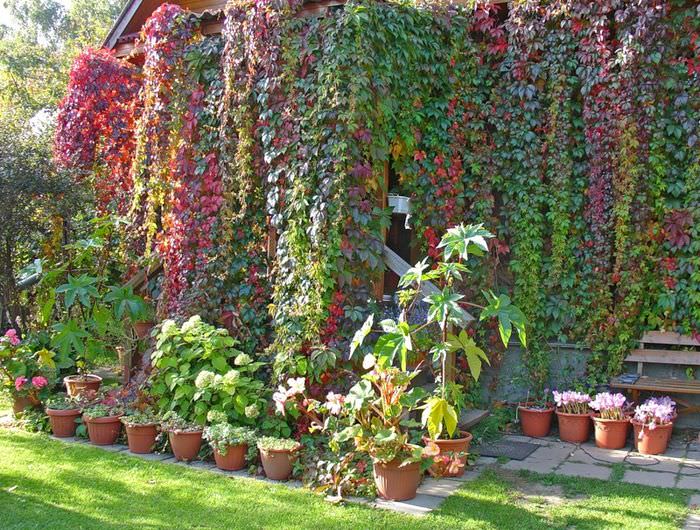 Стена загородного дома с девичьем виноградом в начале осени